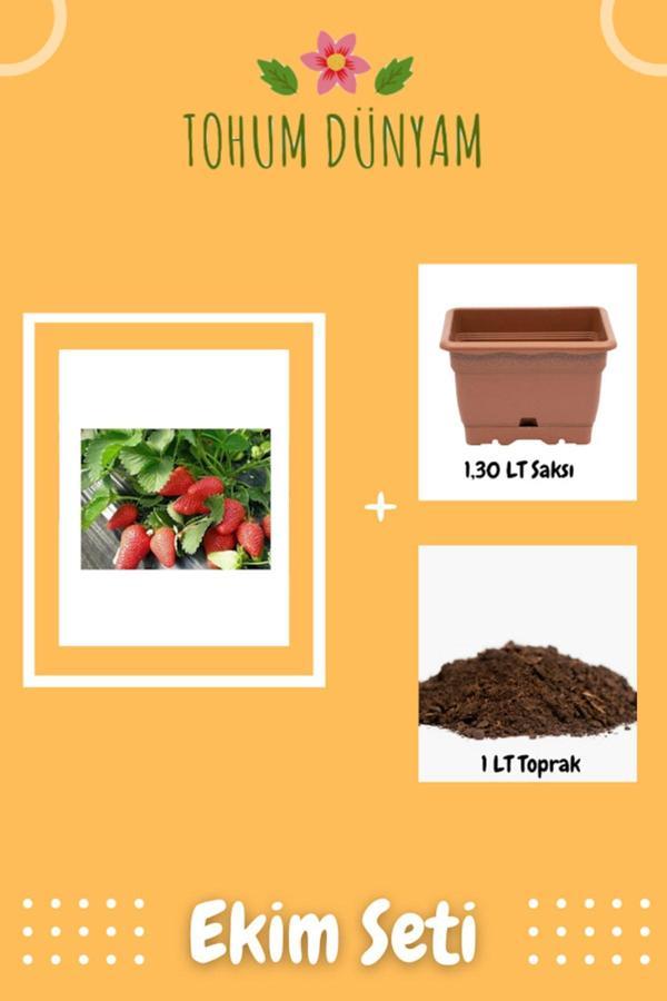 Ayc Botanik Yediveren Çilek Tohumu Ekim Seti - Image 1