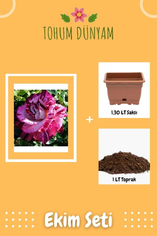 Ayc Botanik Çift Renkli Gül Tohumu Ekim Seti - Image 1