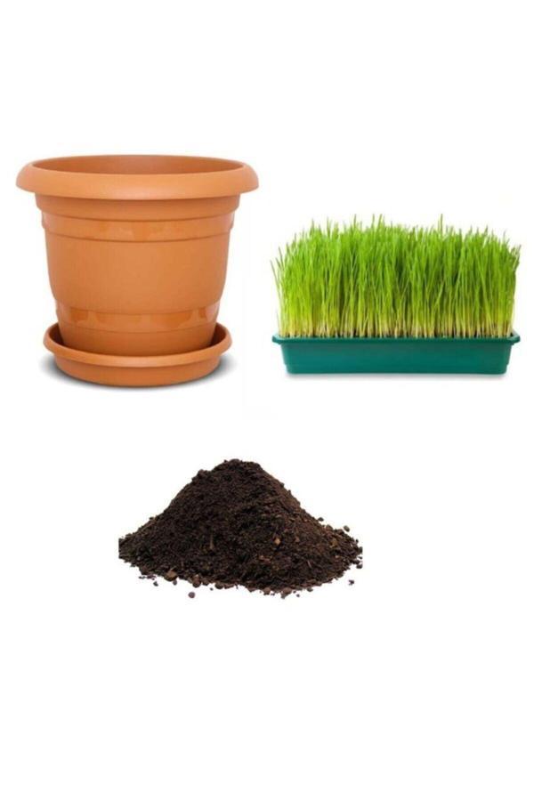 Ayc Botanik Nadir Buğday Çimi Tohumu Ekim Seti - Image 1