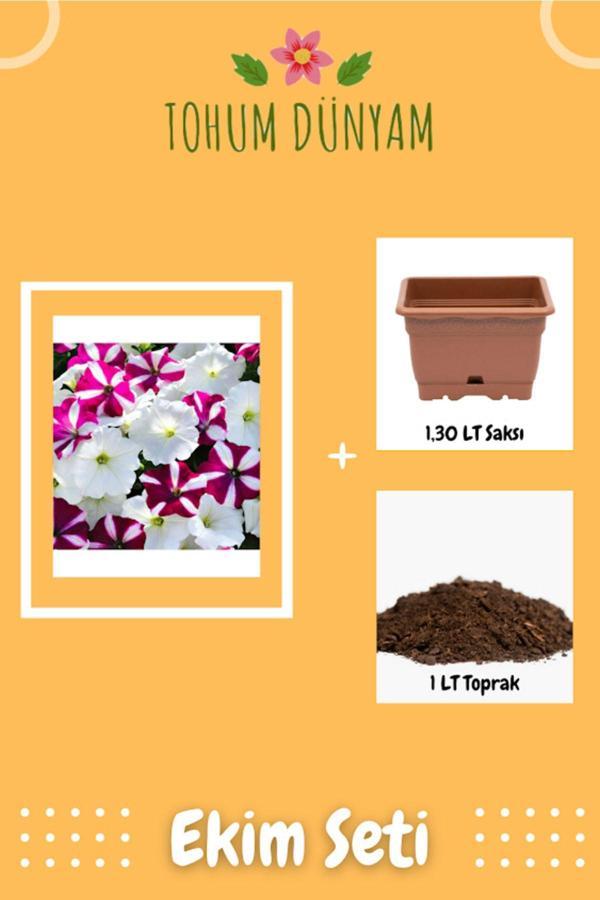 Ayc Botanik Özel Renkli Bodur Petunya Ithal Tohumu Ekim Seti - Image 1