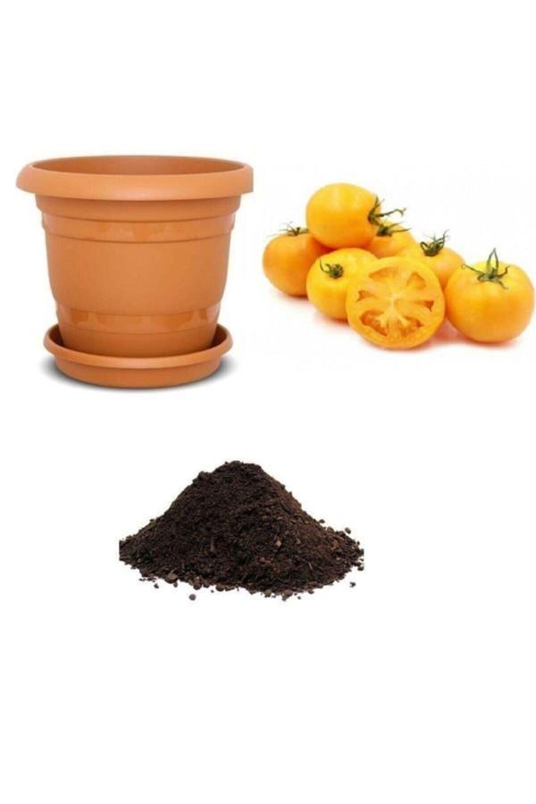 Ayc Botanik Ithal Cherry Sarı Domates Tohumu Ekim Seti - Image 1