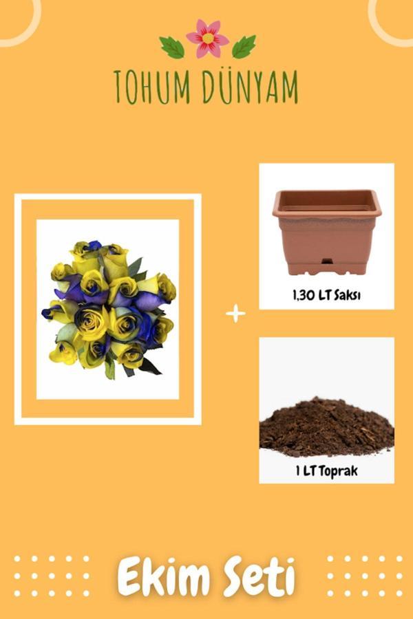 Ayc Botanik Sarı Lacivert Gül Tohumu Ekim Seti - Image 1