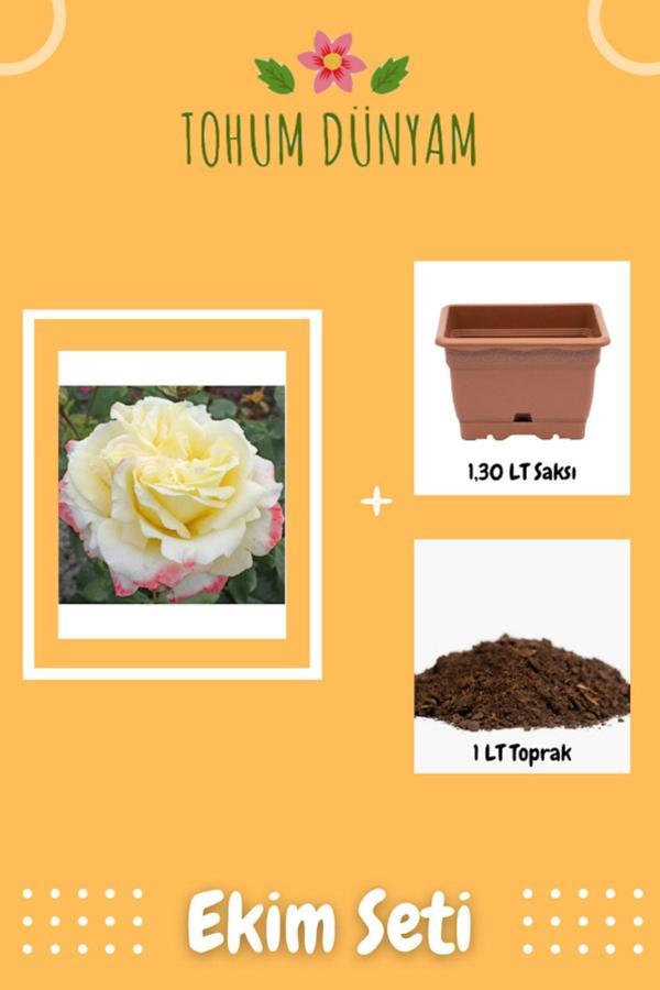 Ayc Botanik Athena Krem Kenarlı Pembe Gül Tohumu Ekim Seti - Image 1