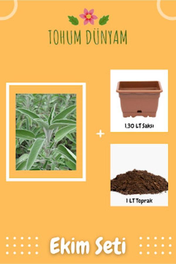 Ayc Botanik Adaçayı Tohumu Ekim Seti - Image 1