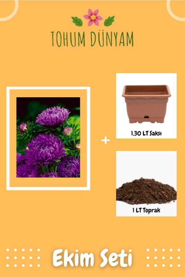 Ayc Botanik Mürdüm Uzun Boylu Şakayık Aster Çiçek Tohumu Ekim Seti - Image 1