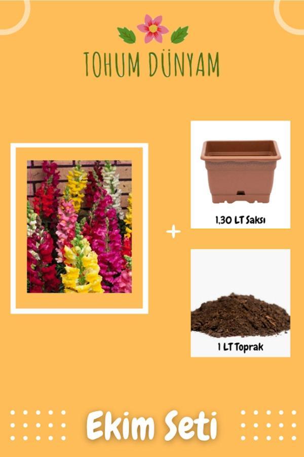 Ayc Botanik Aslan Ağzı Çiçek Tohumu Ekim Seti - Image 1