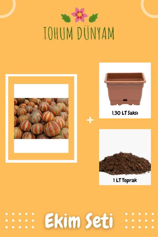 Ayc Botanik Kajari Kavun Tohumu Ekim Seti - Image 1