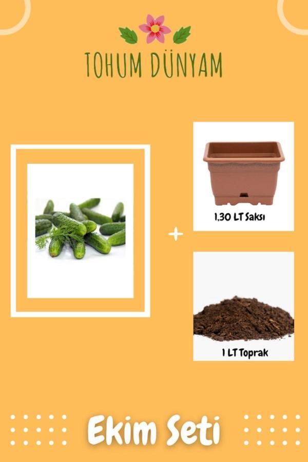 Ayc Botanik Kornişon Salatalık Tohumu Ekim Seti - Image 1