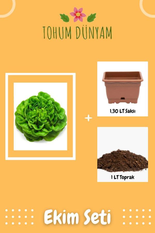 Ayc Botanik Şemikler Tereyağlı Kıvırcık Marul Tohumu Ekim Seti - Image 1