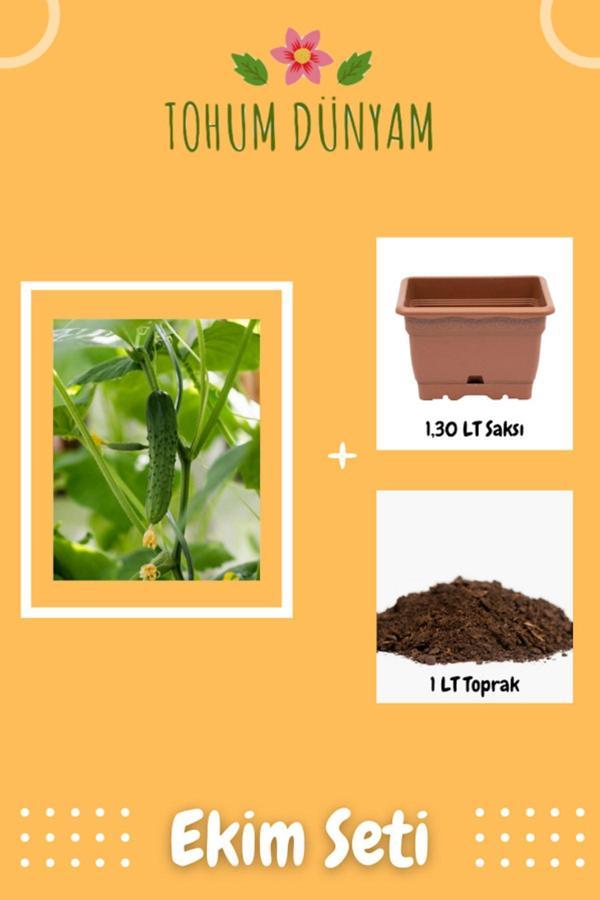 Ayc Botanik Kornişon Salatalık Tohumu Ekim Seti - Image 1