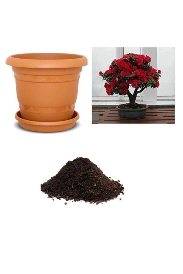 Ayc Botanik Ithal Bodur Kırmızı Gül Bonsai Ağacıtohumu Ekim Seti - Image 1