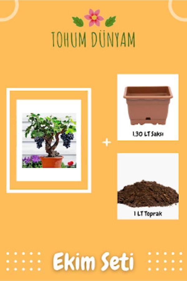 Ayc Botanik Bodur Siyah Üzüm Bonzai Ağacı Tohumu Ekim Seti - Image 1
