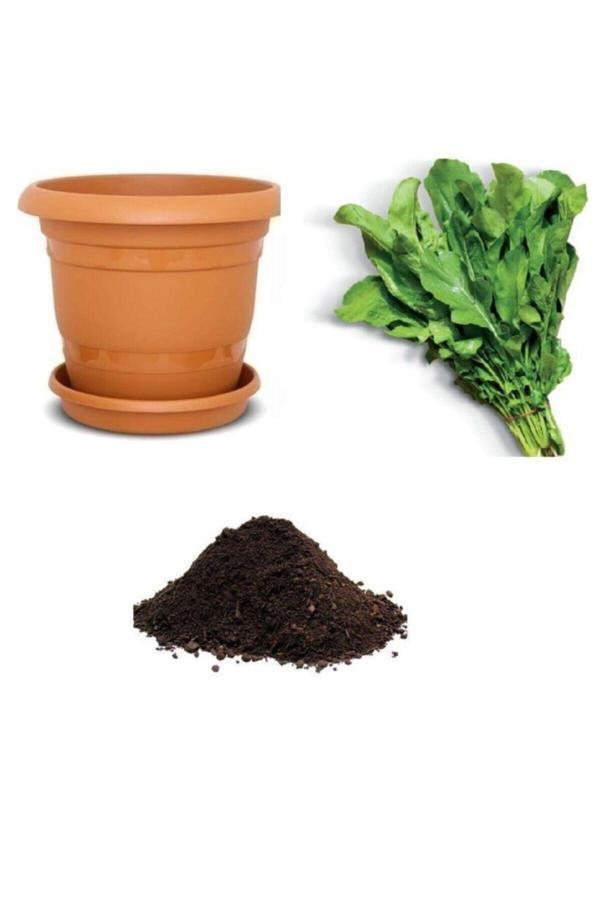 Ayc Botanik Meşhur Roka Tohumu Ekim Seti - Image 1