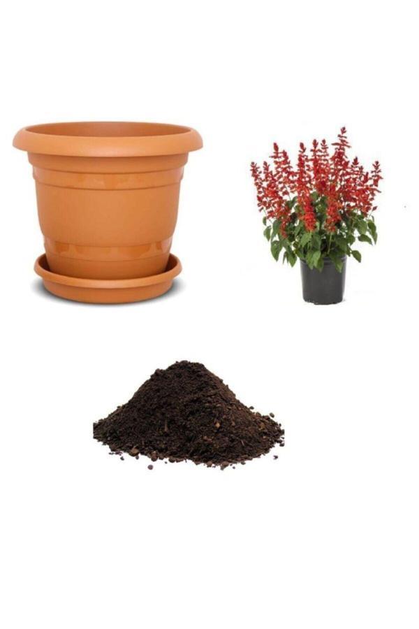 Ayc Botanik Kırmızı Ateş Çiçeği Tohumu Ekim Seti - Image 1