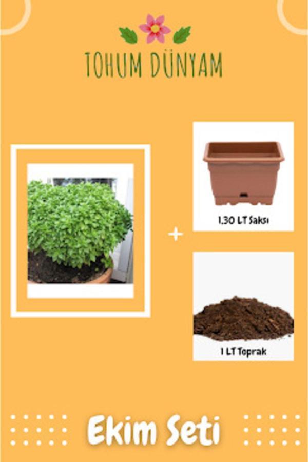 Ayc Botanik Top Reyhan Tohumu Ekim Seti - Image 1