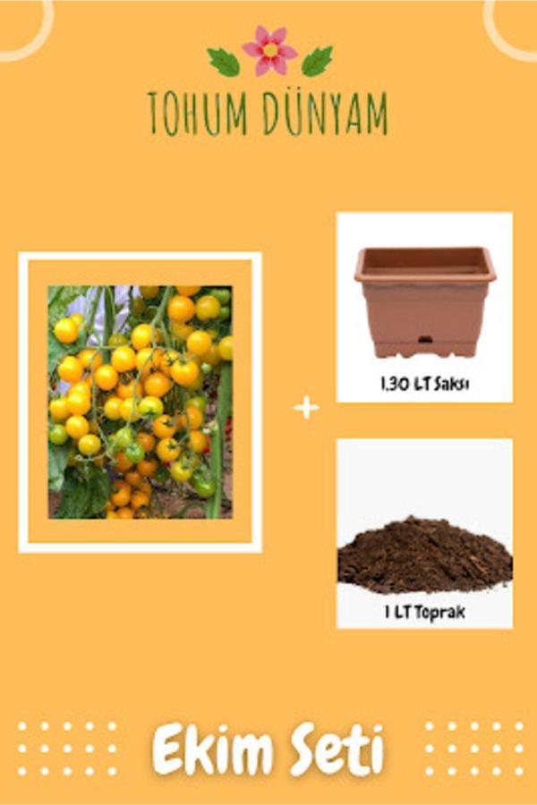 Ayc Botanik Sarı Cherry Domates Tohumu Ekim Seti - Image 1