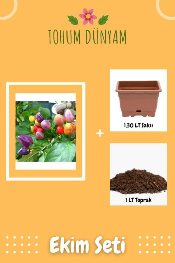 Ayc Botanik Rainbow Süs Biberleri Tohumu Ekim Seti - Image 1