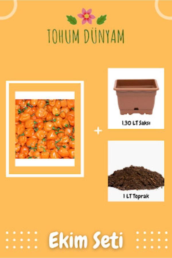 Ayc Botanik Turuncu Habanero Acı Biber Tohumu Ekim Seti - Image 1