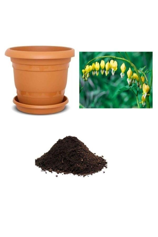 Ayc Botanik Ithal Sarı Dicentra Çiçeği Tohumu Ekim Seti - Image 1