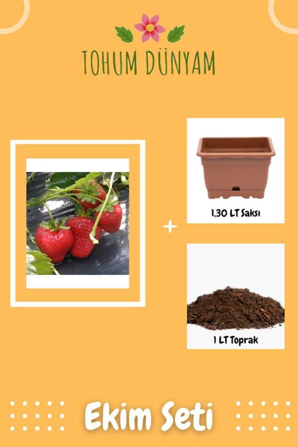 Ayc Botanik Albion Çilek Tohumu Ekim Seti - Image 1
