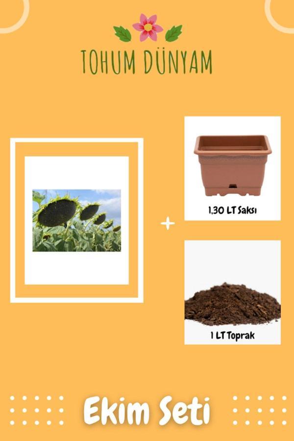 Ayc Botanik Ayçiçeği (Günebakan Çiğdem) Tohumu Ekim Seti - Image 1