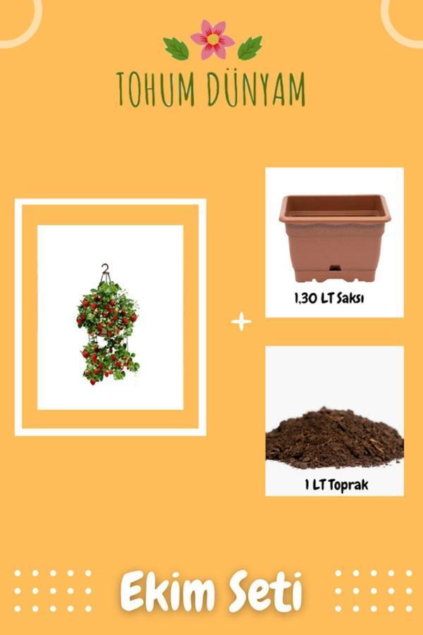 Ayc Botanik 4 Mevsim Yediveren Çilek Tohumu Ekim Seti - Image 1