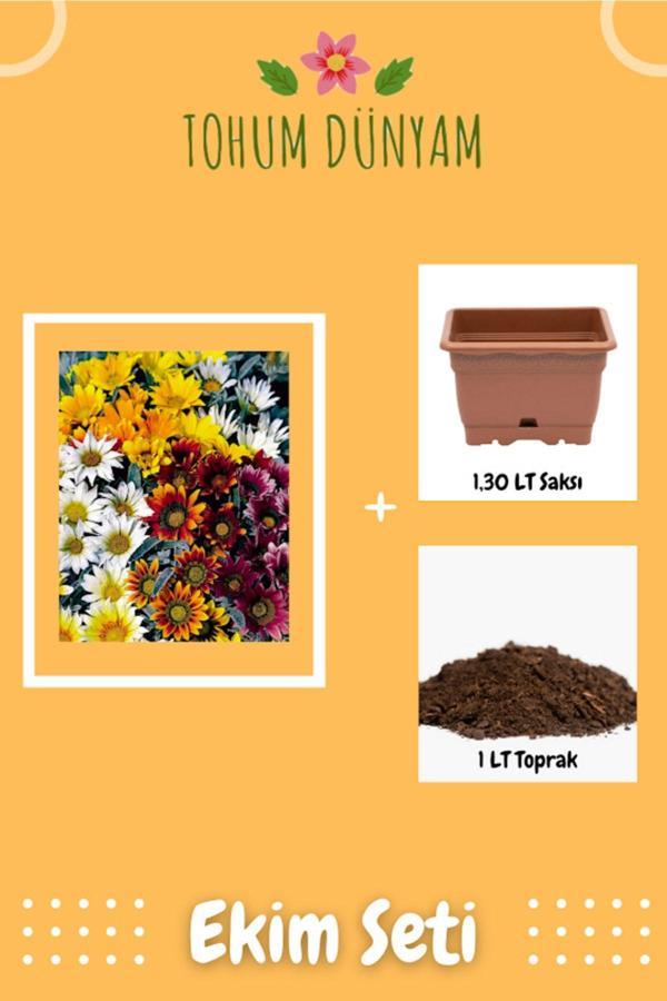 Ayc Botanik Meramlı Kız (Gazania Splendens) Çiçek Tohumu Ekim Seti - Image 1