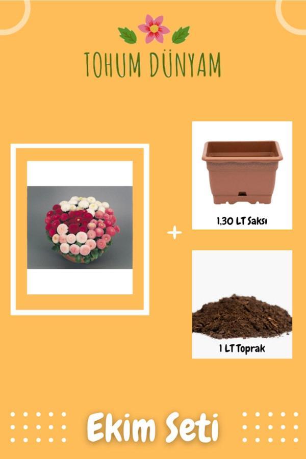 Ayc Botanik Katmerli Ingiliz Papatyası Çiçek Tohumu Ekim Seti - Image 1