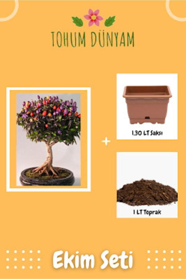 Ayc Botanik Bonsai Süs Biber Tohumu Ekim Seti - Image 1