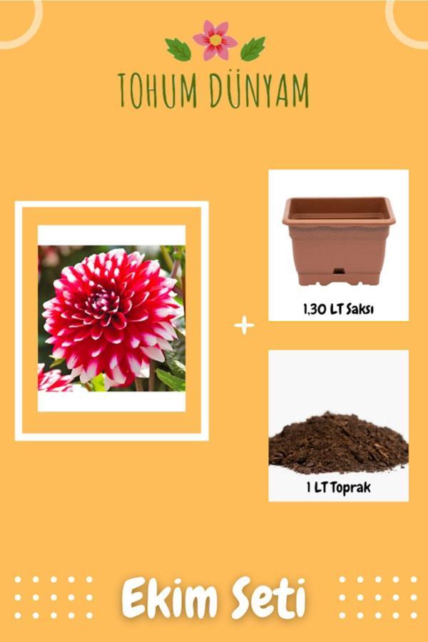 Ayc Botanik Dev Dahlia Çiçeği Tohumu Ekim Seti - Image 1