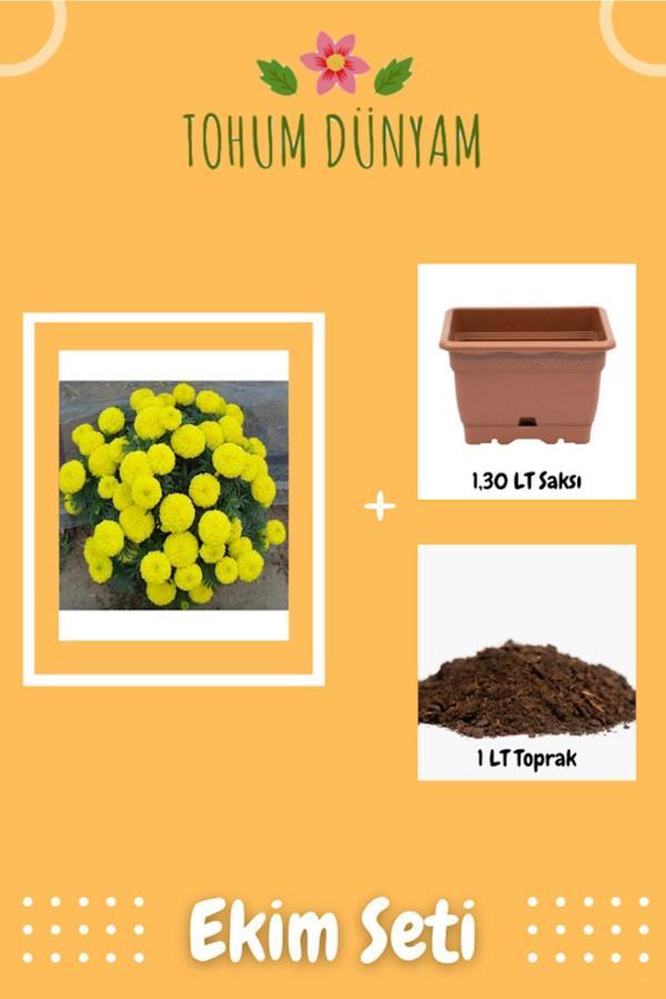 Ayc Botanik Sarı Renkli Kadife Çiçeği Tohumu Ekim Seti - Image 1