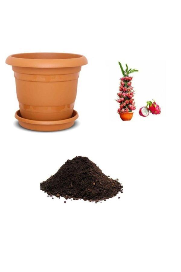 Ayc Botanik Tropikal Saksılık Pitaya Tohumu Ekim Seti - Image 1