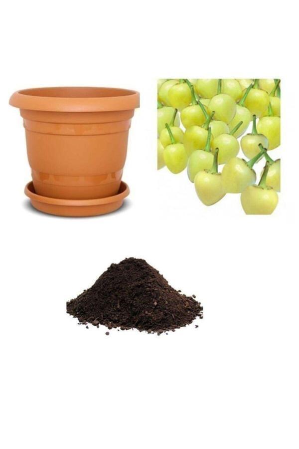 Ayc Botanik Acı Fındık Biberi Tohumu Ekim Seti - Image 1