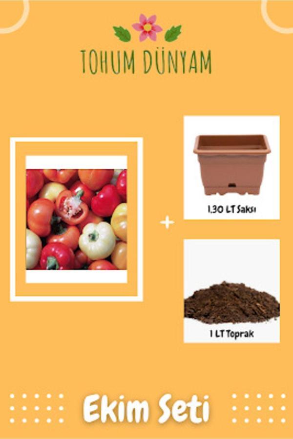 Ayc Botanik Paprika Çok Renkli Biber Tohumu Ekim Seti - Image 1