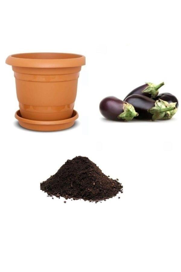 Ayc Botanik Antep Kurutmalık Patlıcan Tohumu Ekim Seti - Image 1