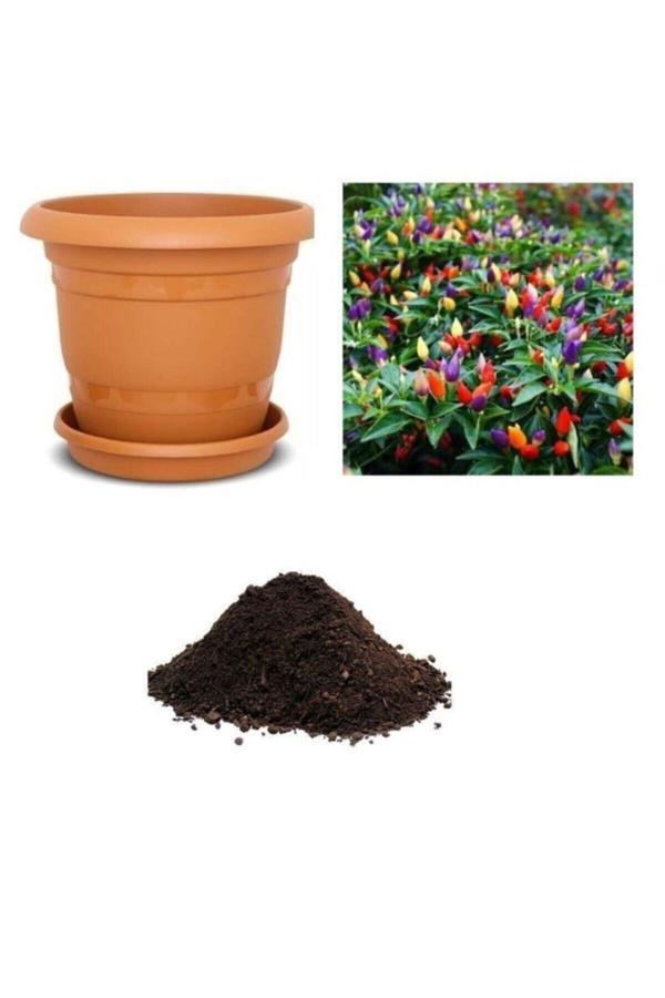 Ayc Botanik Yediveren Acı Süs Biberi Tohumu Ekim Seti - Image 1