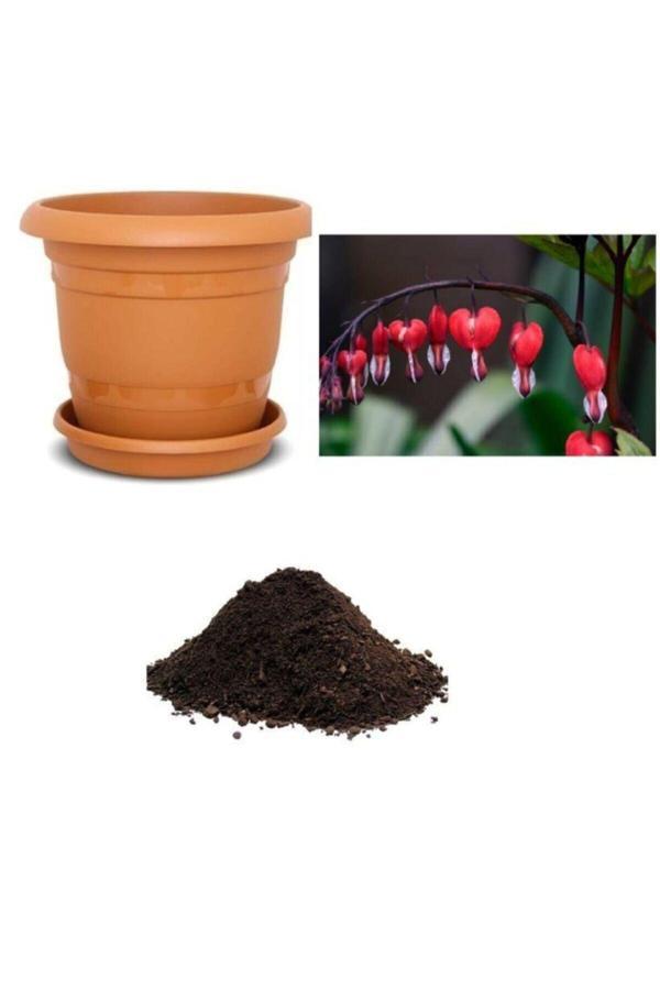 Ayc Botanik Ithal Kırmızı Dicentra Çiçeği Tohumu Ekim Seti - Image 1