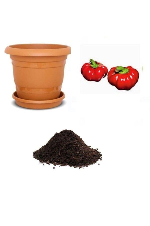 Ayc Botanik Nadir Ithal Peynir Biberi Tohumu Ekim Seti - Image 1