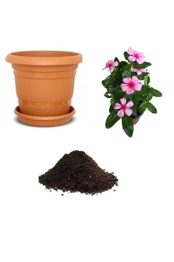 Ayc Botanik Cezayir Menekşesi Çiçeği Tohumu Ekim Seti - Image 1