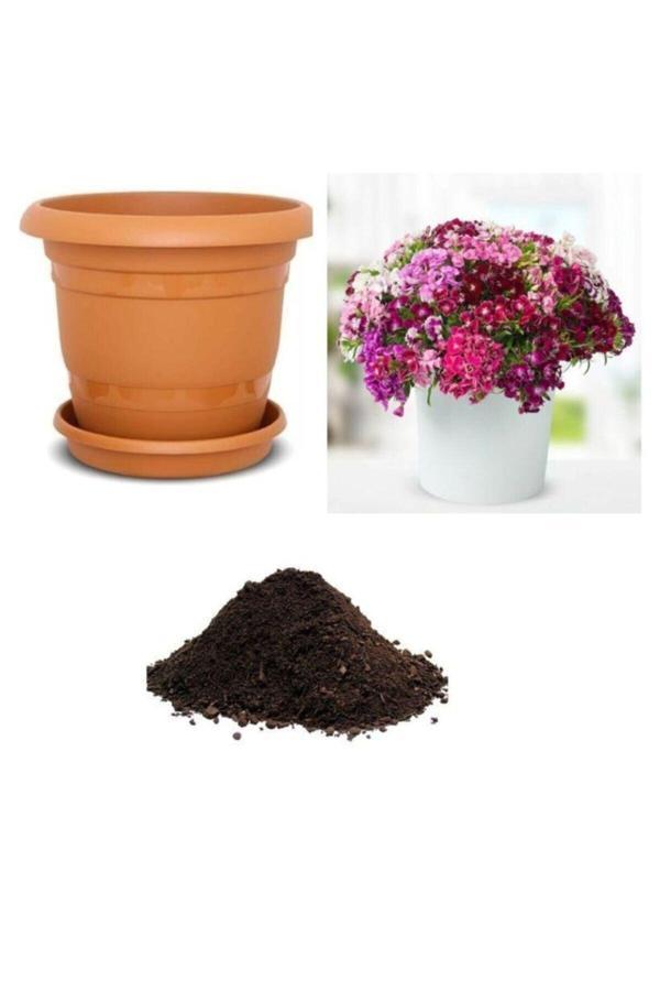 Ayc Botanik Karışık Hoş William Çiçeği Tohumu Ekim Seti - Image 1