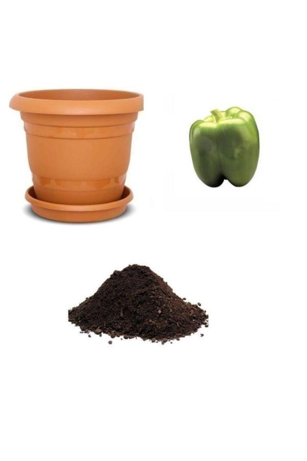 Ayc Botanik Nadir Yeşil Dev Dolmalık Biber Tohumu Ekim Seti - Image 1