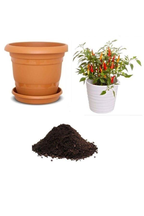 Ayc Botanik Acı Burbiye Süs Biberi Tohumu Ekim Seti - Image 1