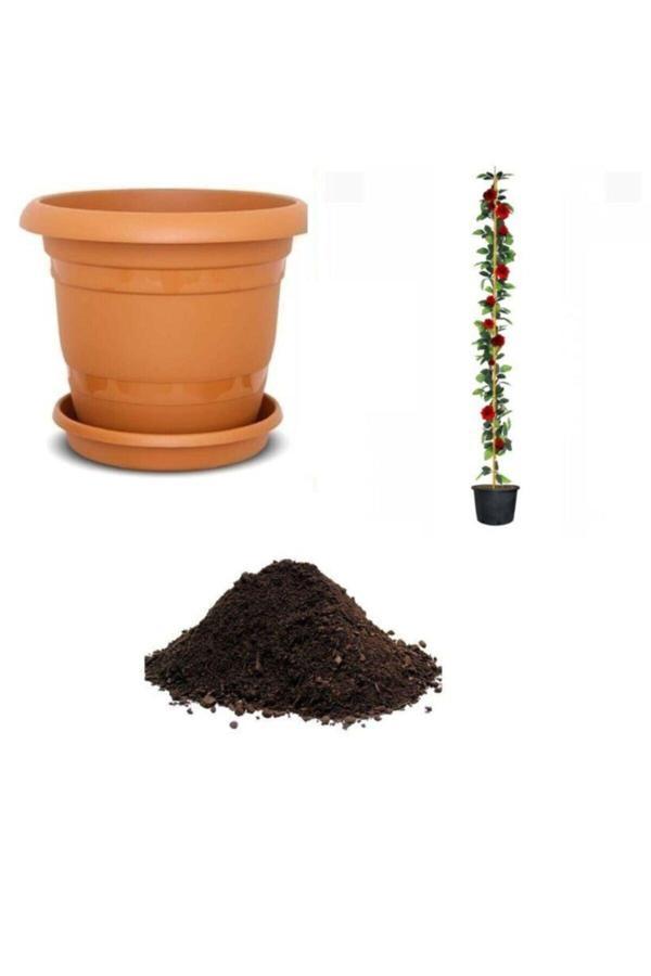 Ayc Botanik Ithal Sırık Kırmızı Gül Tohumu Ekim Seti - Image 1