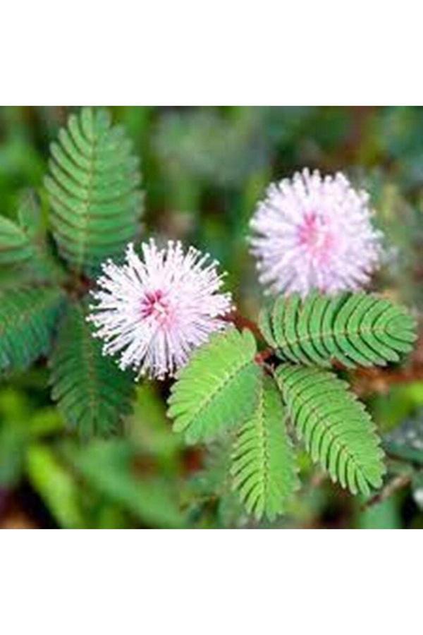 Ayc Botanik 20 Adet Mimosa Pudica Tohumu - Image 1