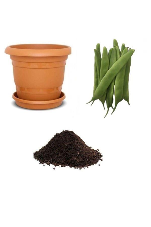 Ayc Botanik Istanbul Ayşe Kadın Fasulye Tohumu Ekim Seti - Image 1