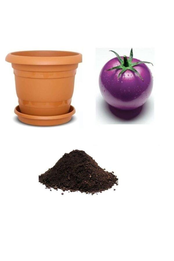 Ayc Botanik Nadir Ithal Mor Domates Tohumu Ekim Seti - Image 1