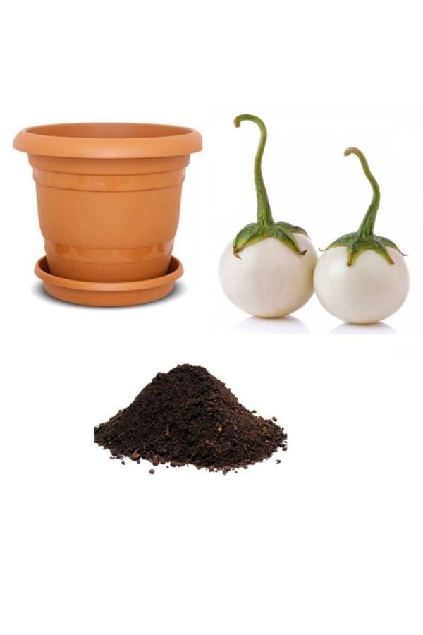 Ayc Botanik Nadir Ithal Beyaz Patlıcan Tohumu Ekim Seti 5 - Image 1