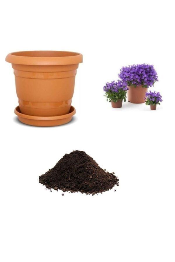 Ayc Botanik Mor Campanula Çiçeği Tohumu Ekim Seti - Image 1