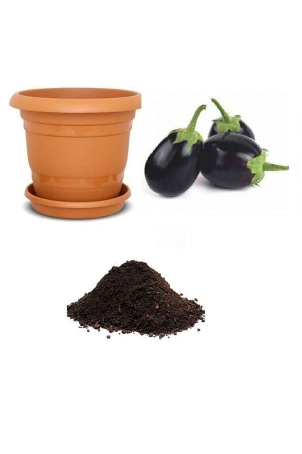 Ayc Botanik Iri Topan Dolmalık Patlıcan Tohumu Ekim Seti - Image 1