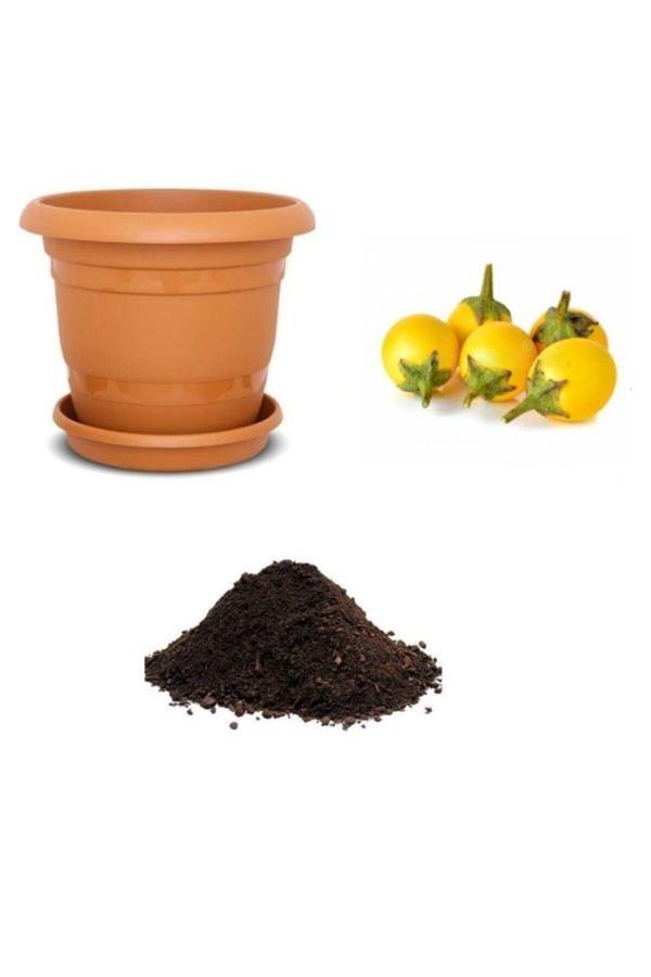 Ayc Botanik Ithal Thailand Sarı Patlıcan Tohumu Ekim Seti - Image 1